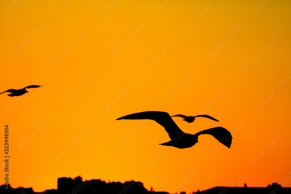 Fototapeta premium Silhouettes of seagulls on the sky at sunset
