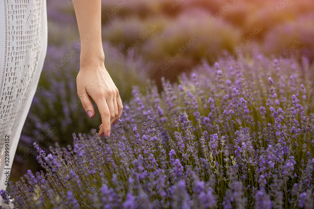 Fototapeta Crop female touching lavender flowers in field