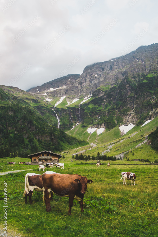 Wonderful Alpine Highlands with cows. Traditional austrian alpine hut.