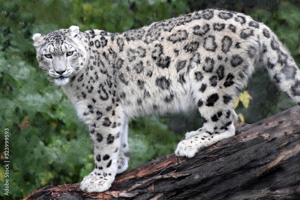 Schneeleopard Schneeleopard