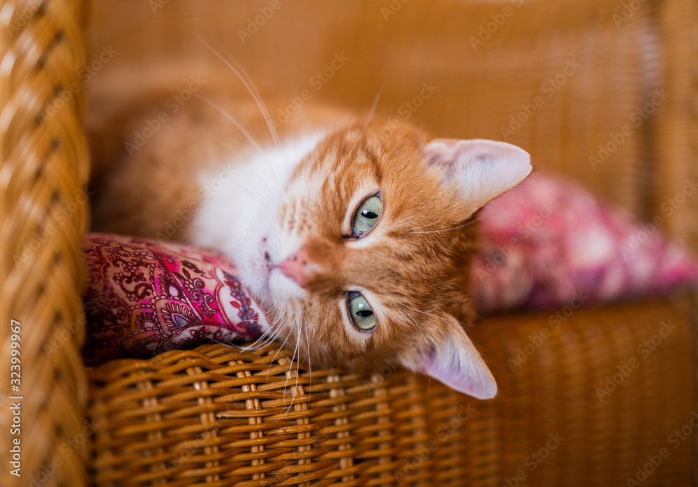 Φωτογραφία Ein hübscher roter Kater mit großen grünen Augen liegt auf einem Stuhl und schaut entspannt in die Kamera