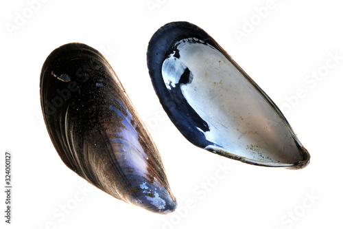 Two common mussel shells / blue mussels (Mytilus edulis) on white background