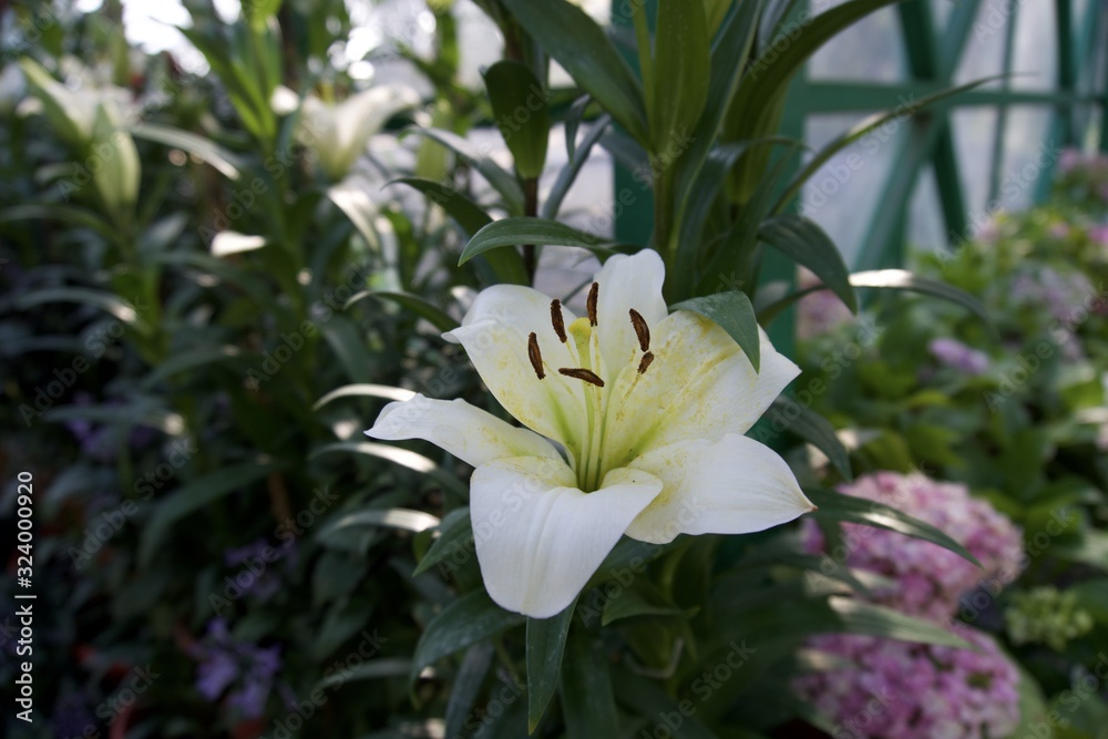 Obraz premium Flowers in the glass house garden 
