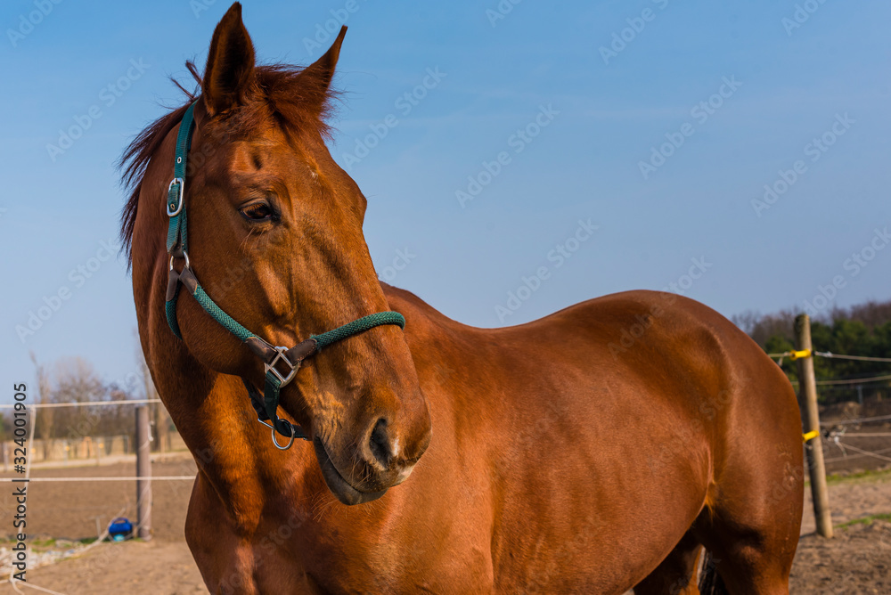 Fototapeta premium Brown A brown horse in the sunshine, beautiful brown horse
