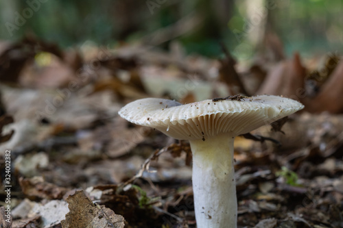 close-up view of a mushroom in the forest