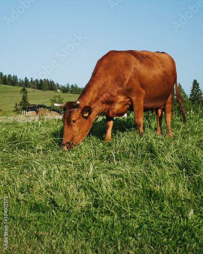 Cow on mountain pasture in the alps