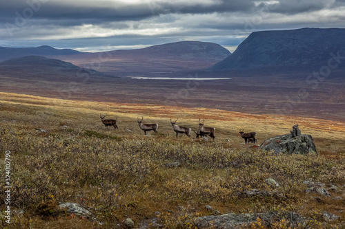 Reindeer herds in Sarek national park  Sweden