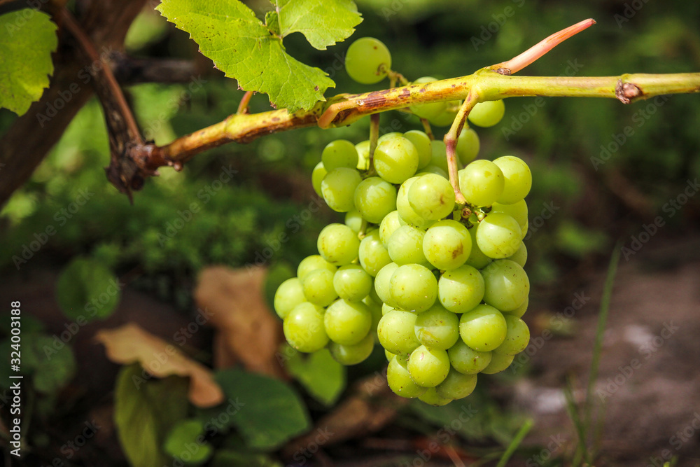 grapevinRipe green grapes on a branch in the garden lit by the rays of the morning sune grapevinRipe green grapes on a branch in the garden lit by the rays of the morning sune