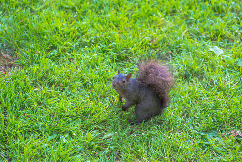 squirrel in park
