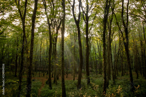 forest in autumn with sunlight beams