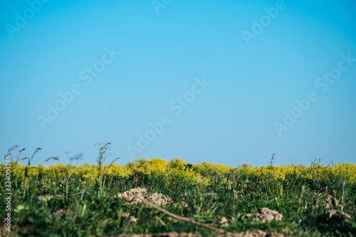 green field of yellow flowers and blue sky (ID: 324004765)
