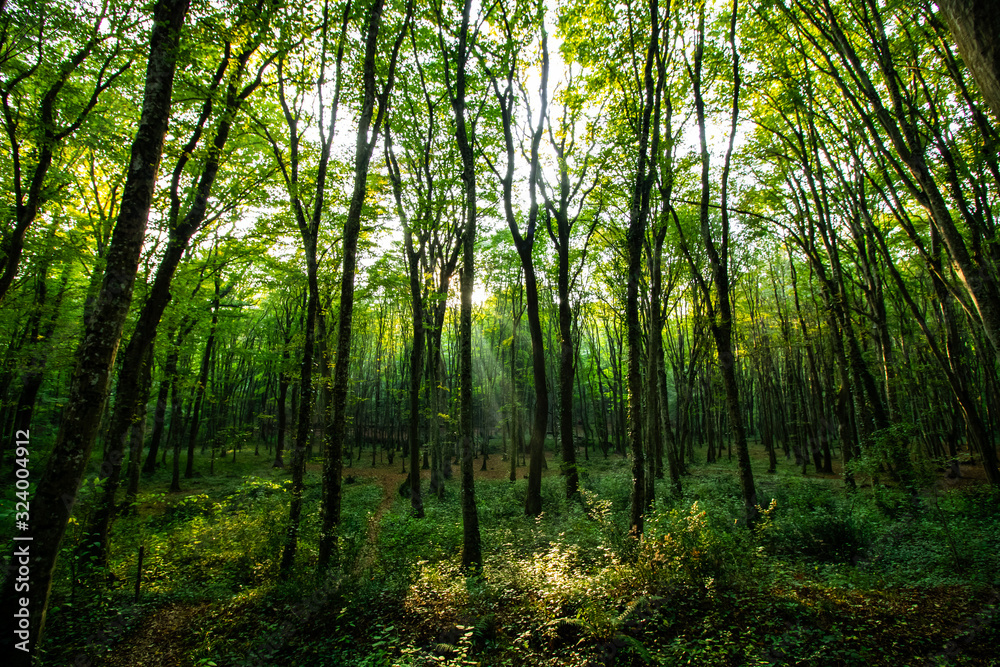 forest in the morning