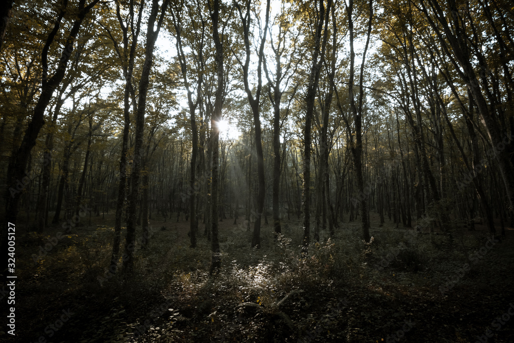 Fototapeta premium morning in the forest