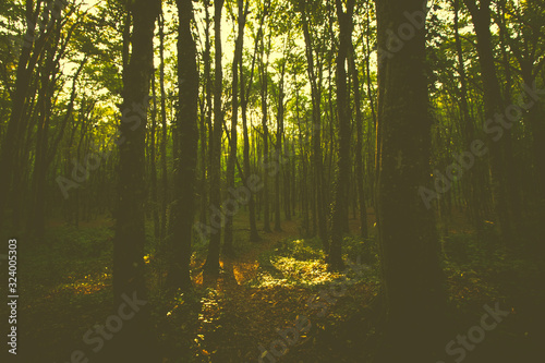 autumn in the forest