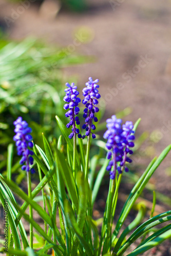  little blue flowers in inflorescence
