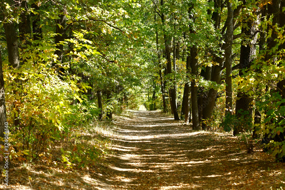 Obraz premium Landscape. Beautiful background of early autumn. A look at the alley of trees in the park in early autumn. Sun rays fall on a path strewn with dry leaves. Side view, horizontal, place for text.