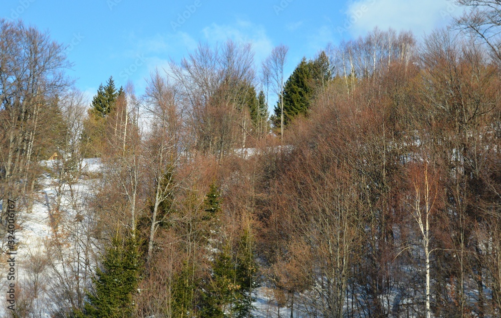 landscape forest on the mountain in winter