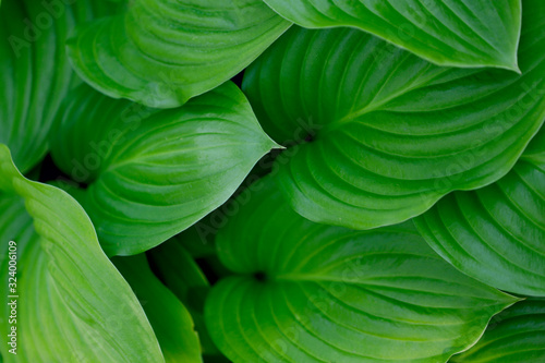 Blurry natural floral background. Hosta green leaves texture background. Beautiful corrugated green leaves. Textured natural green backdrop. Close-up, cropped shot, horizontal. Natural beauty
