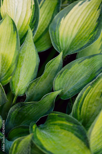 Blurry natural floral background. Green texture background with white leaves of hosta. Beautiful corrugated leaves. Textured natural green backdrop. Close-up, cropped shot, vertical. Natural beauty