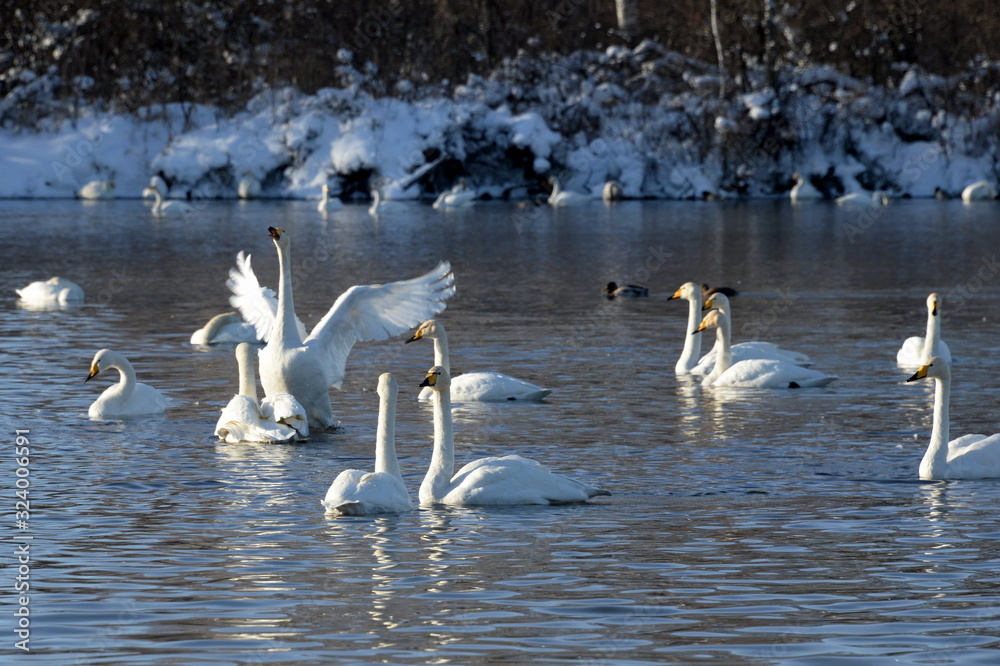 Whooper swans on wintering in the south of Western Siberia. Light Lake. Whooper swans on wintering in the south of Western Siberia. Light Lake.