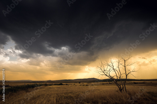 lonely tree in a field against heavy storm clouds