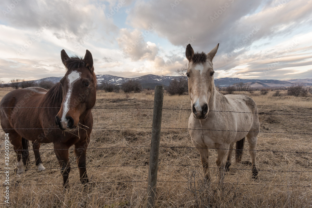 Two horses looking for attention in pasture with mountain range