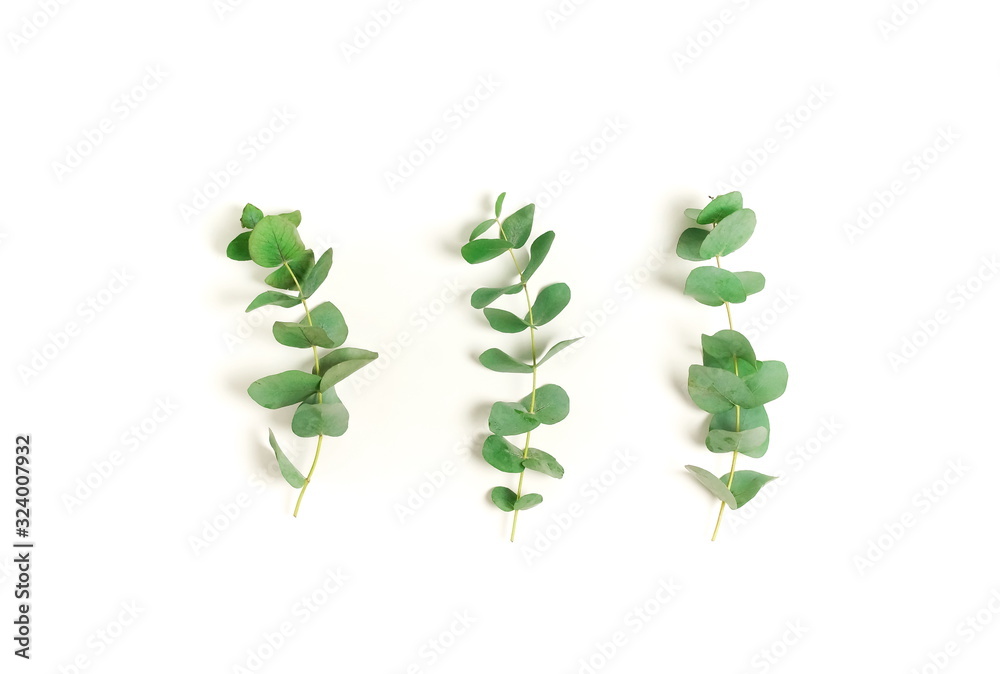 green eucalyptus leaves, branches set isolated on a white background. flat lay, top view. poster green eucalyptus leaves, branches set isolated on a white background. flat lay, top view. poster