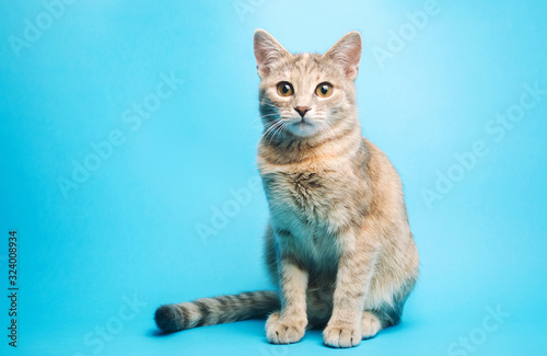Gray tabby cat on a blue background is looking at the camera. Animal portrait. Pet. Place for text. Copy space photo
