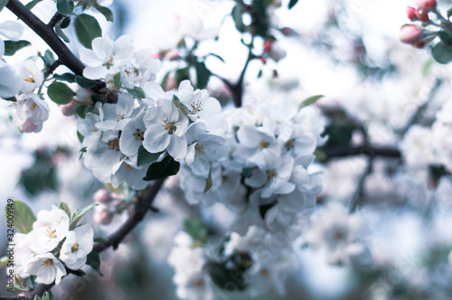 Large colorful white-pink flowers of a spring blossoming apple tree. Sprig with blooming delicate lemons buds.