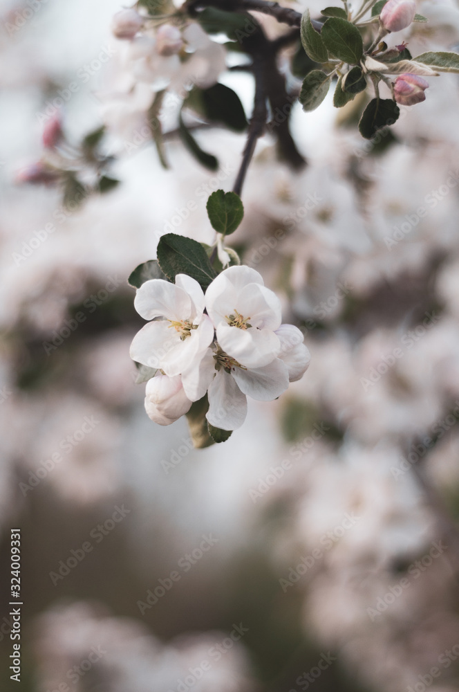 Apple tree flower bright white, illuminated by a bright ray of spring sun on a blurred background Apple tree flower bright white, illuminated by a bright ray of spring sun on a blurred background