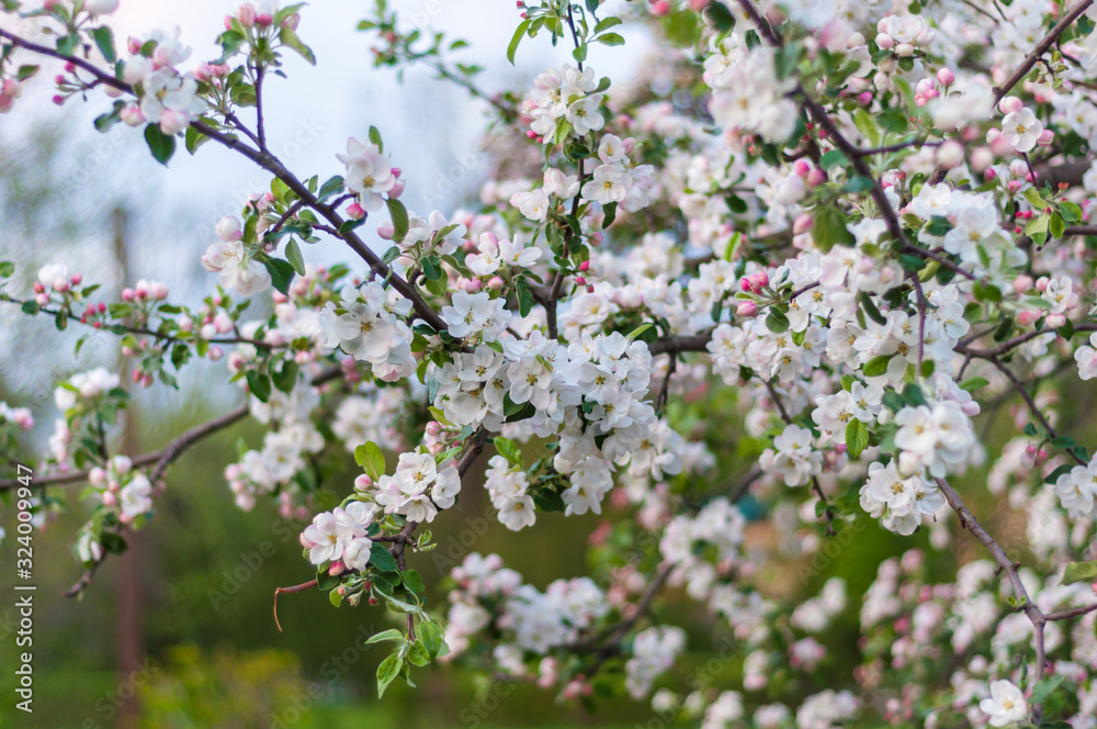 Large colorful white-pink flowers of a spring blossoming apple tree. Sprig with blooming delicate lemons buds. Large colorful white-pink flowers of a spring blossoming apple tree. Sprig with blooming delicate lemons buds.