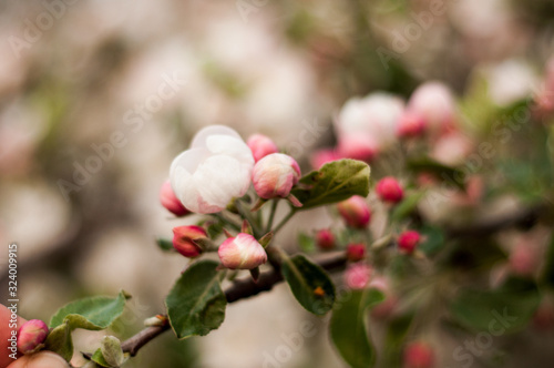 Wallpaper Mural Blooming white-pink flowers apple tree. Close-up. Torontodigital.ca
