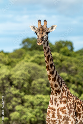 Girafe - Masaï Mara Kenya © benoit