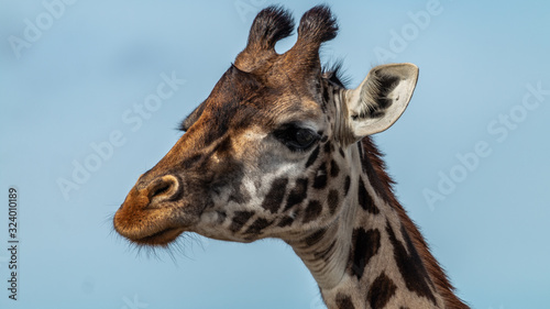 Girafe - Masa   Mara Kenya