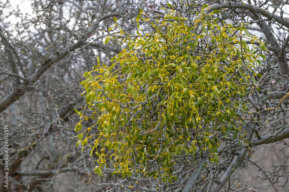 Fototapeta premium Vicum album Weißbeerige Mistel in einem alten Apfelbaum