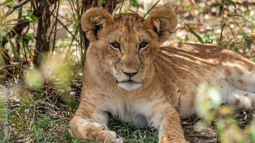Lions - Masa   Mara Kenya