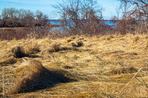 Mounds of beach grass during wintertime in Plum Island, Massachusetts