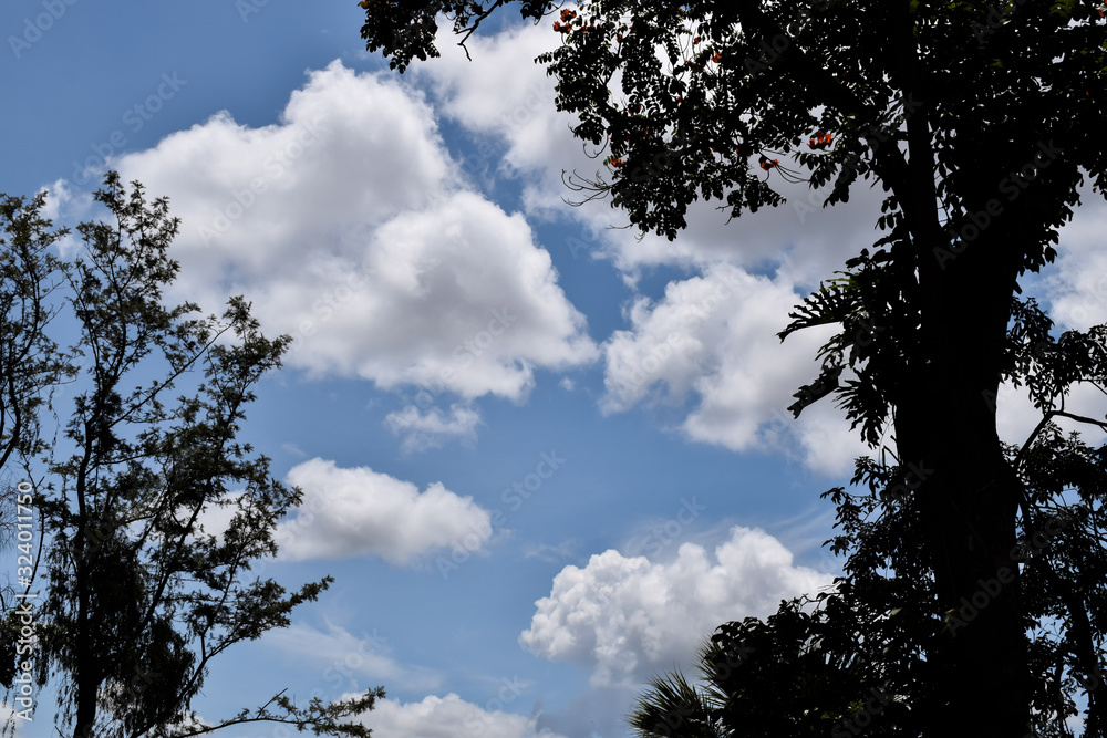 Céu azul com nuvens e silhueta de árvore