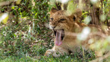 Lions - Masaï Mara Kenya