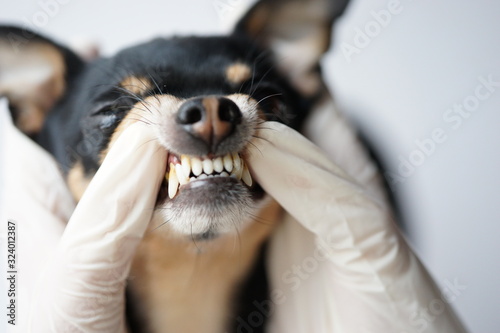 Veterinarian examines the teeth of a small black dog of the Russian Toy Terrier breed ,dog teeth with tartar close-up.