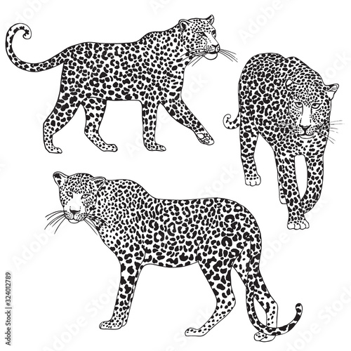 Vector leopard ilustration  wild animal separate elements