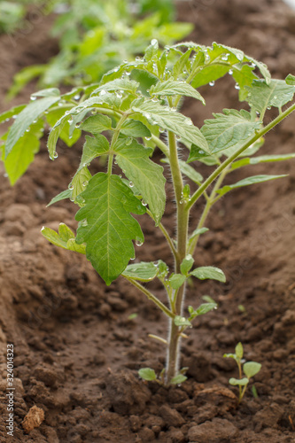 Fotografie Young tomato plant on a garden bed in the morning.