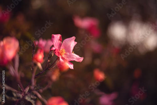rose