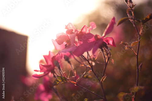 rose