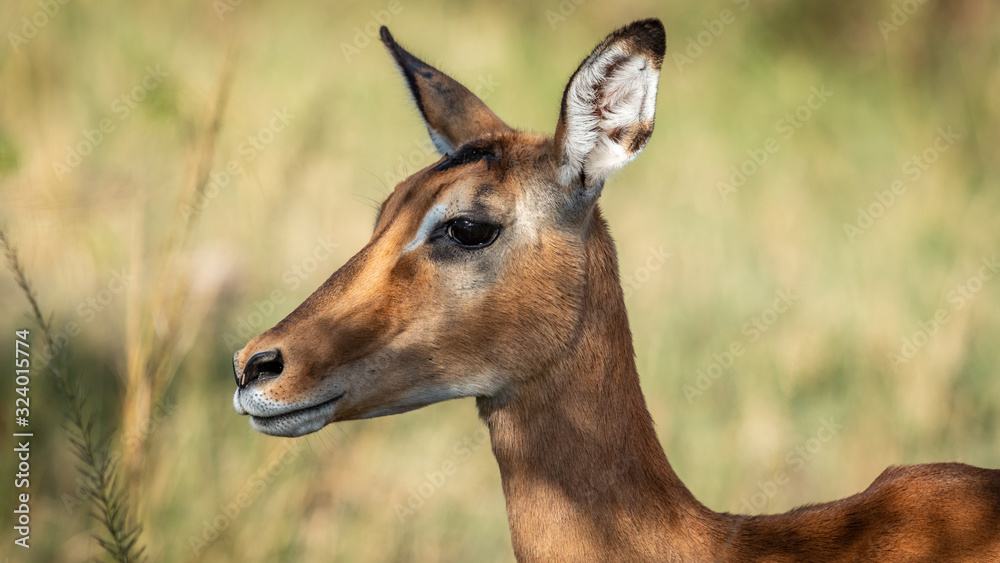 Fototapeta premium Kenya - Masaï Mara