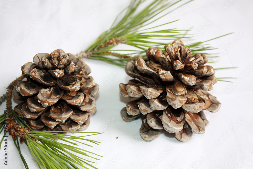 Branch of Italian pine with cone and green fir.