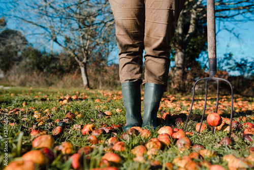 Faceless farmer with pitchfork harvesting fallen mature and rotten apples on green lawn in garden