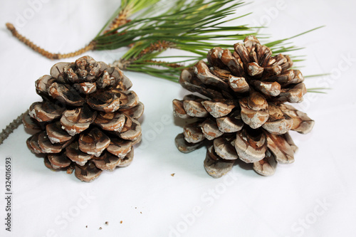 Branch of  Italian pine with cone and green fir.