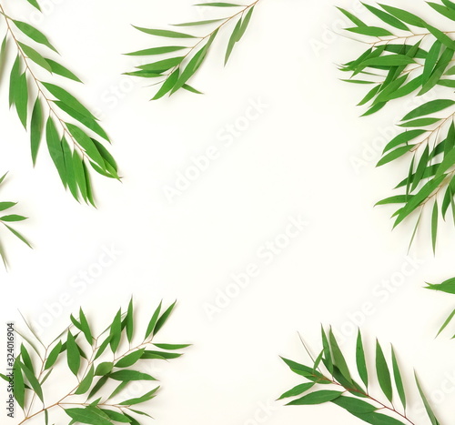 green eucalyptus leaves  branches frame  isolated on a white background. flat lay  top view. 