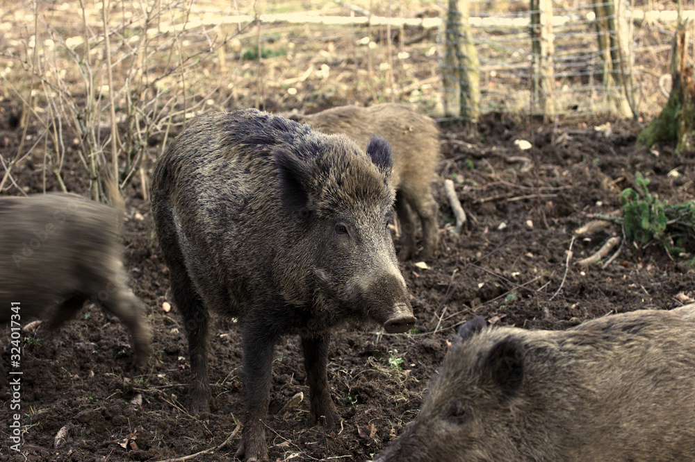 A wild boar enjoys the time with the Fergen A wild boar enjoys the time with the Fergen